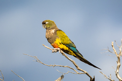 Cyanoliseus patagonus