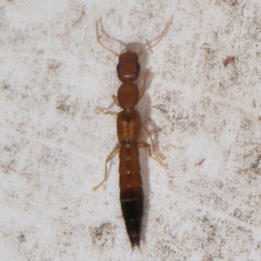 Astenus discopunctatus