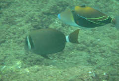 Acanthurus leucopareius