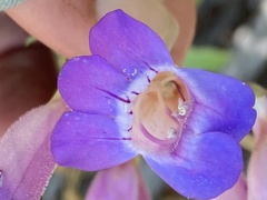 Penstemon spectabilis subviscosus
