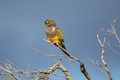 Cyanoliseus patagonus