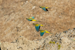 Cyanoliseus patagonus