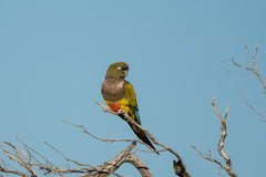 Cyanoliseus patagonus