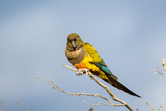Cyanoliseus patagonus
