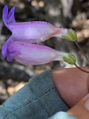 Penstemon spectabilis subviscosus