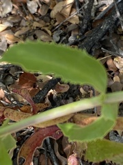 Penstemon spectabilis subviscosus