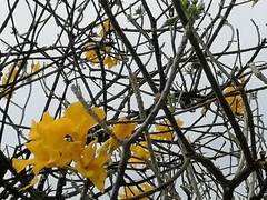 Cascabela thevetioides