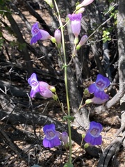 Penstemon spectabilis subviscosus