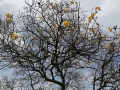 Cascabela thevetioides