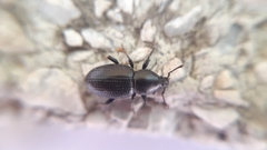 Psallidium