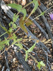 Penstemon spectabilis subviscosus