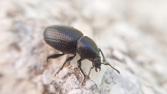 Psallidium