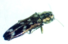 Agrilus subcinctus
