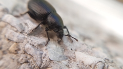 Psallidium