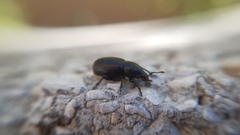 Psallidium