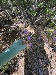 Penstemon spectabilis subviscosus