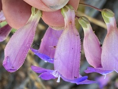 Penstemon spectabilis subviscosus