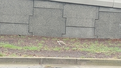 Vanellus miles novaehollandiae