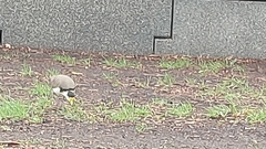 Vanellus miles novaehollandiae