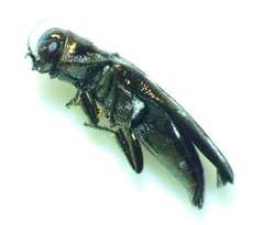 Agrilus subcinctus