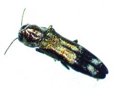 Agrilus subcinctus
