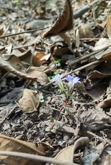 Gentiana zollingeri