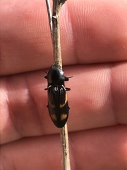 Selatosomus suckleyi