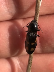 Selatosomus suckleyi