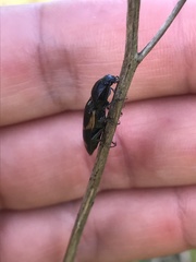 Selatosomus suckleyi