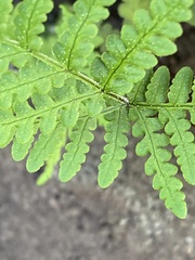 Pentagramma rebmanii