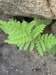 Pentagramma rebmanii