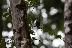 Chlorospingus semifuscus
