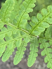 Pentagramma rebmanii