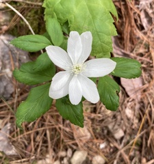 Anemonoides lancifolia