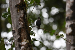 Chlorospingus semifuscus