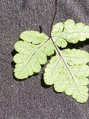 Pentagramma rebmanii