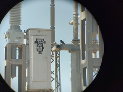 Chordeiles acutipennis