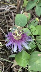 Passiflora serratifolia