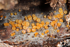 Arachnopeziza aurelia