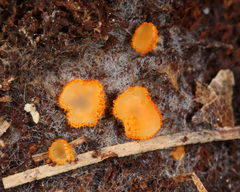 Arachnopeziza aurelia