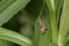 Pyrausta orphisalis