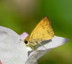 Polites vibex praeceps