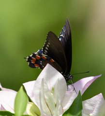 Battus philenor acauda