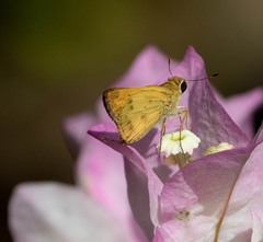 Polites vibex praeceps