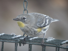 Setophaga coronata