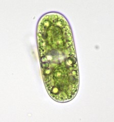Cylindrocystis