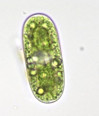 Cylindrocystis