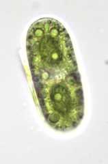 Cylindrocystis