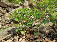 Viola acuminata