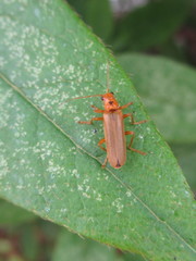 Lycocerus vitellinus